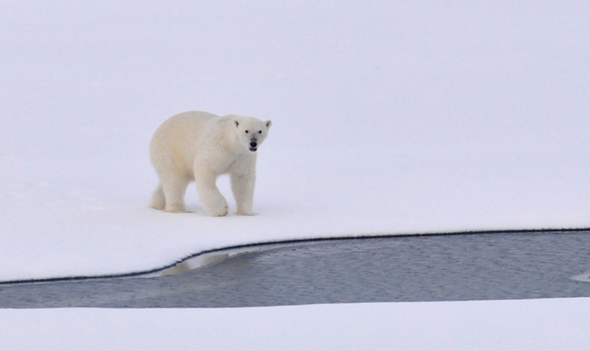 冰川融化，我们能为北极熊做些什么